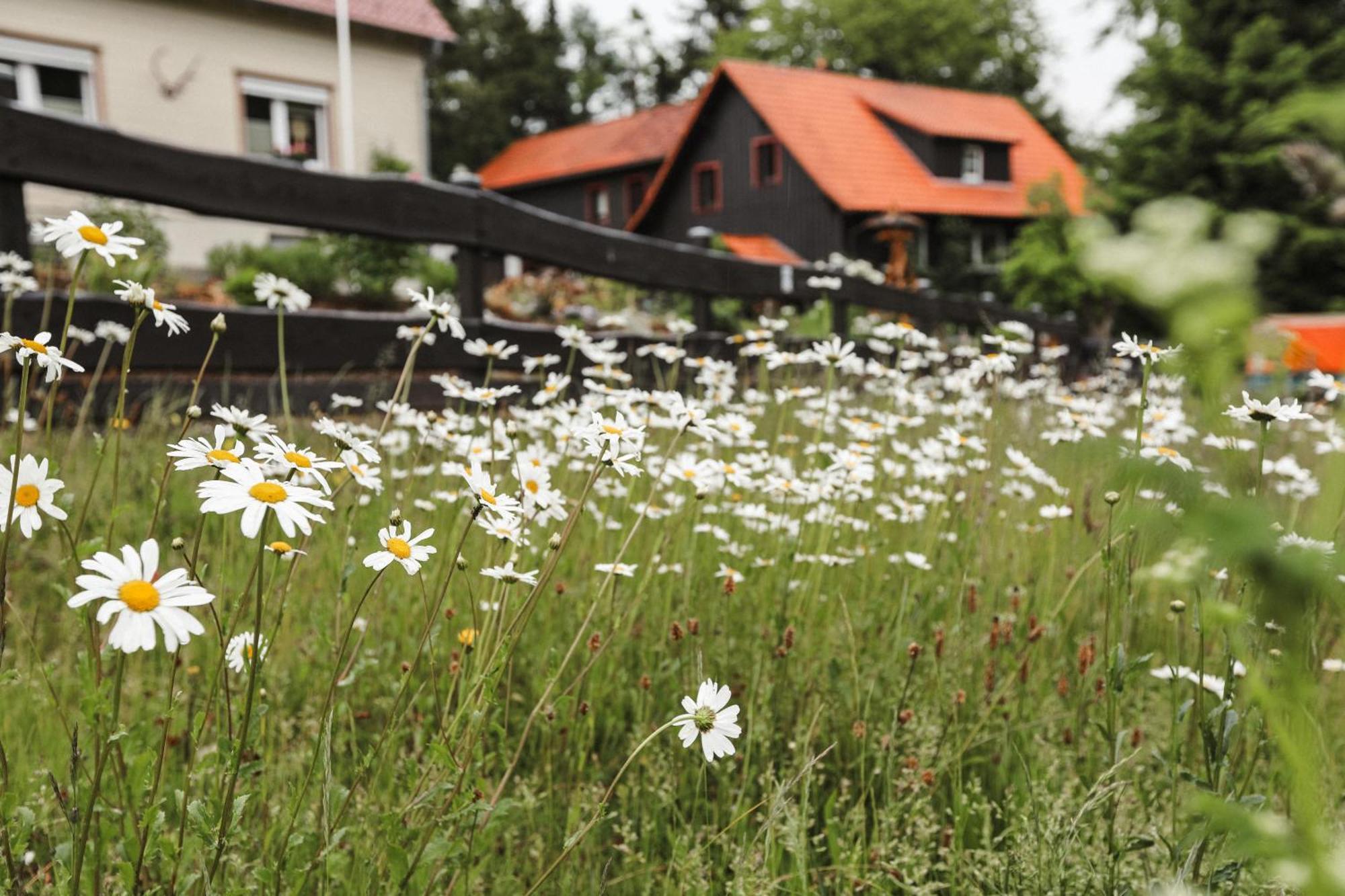 Terrassenhaus Im Harz, Pool, Sauna, Wlan Braunlage Exterior foto